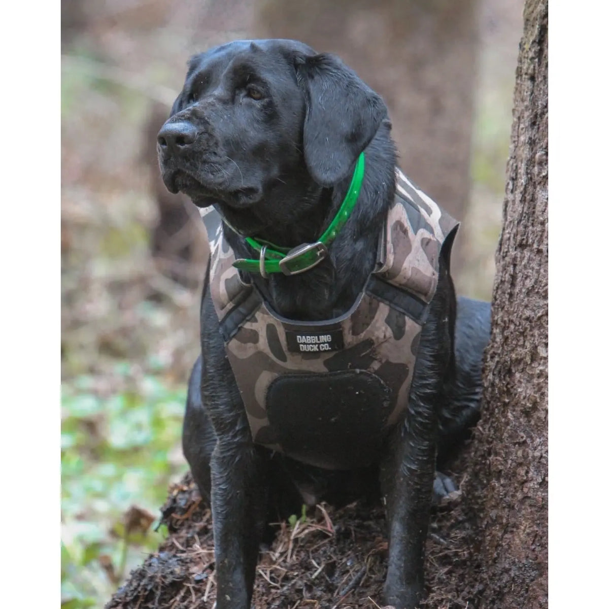 Adjustable Dog Vest